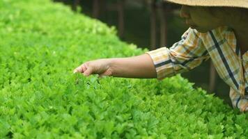 Young female farmer caring for celery saplings in the backyard organic garden. The concept of growing organic vegetables video