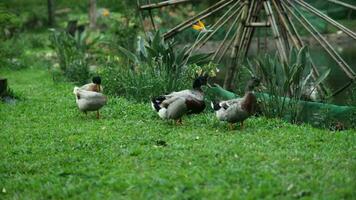 kudde van wilde eend eenden begrazing in de tuin. wilde eend eend wandelen Aan de gras. video