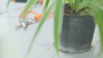 jong vrouw tuinman gebruik makend van snoeischaar naar trimmen huis planten. detailopname van vrouw handen in handschoenen zorgzaam voor ingemaakt planten binnenshuis. eigenaar begin omhoog klein bedrijf serre. video