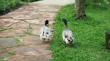 rebaño de pato real patos pasto en el jardín. pato real Pato caminando en el césped. video