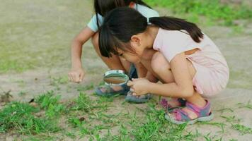 deux mignonne peu les filles utilisation une grossissant verre à Regardez et apprendre à propos le coléoptères sur le herbe. les enfants Regardez à insectes par une grossissant verre. alternative éducation ou l'école à la maison. video