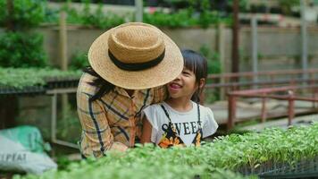 schattig weinig meisje helpt haar moeder nemen zorg van tomaat jonge boompjes in de biologisch boerderij. moeder onderwijs haar dochter hoe naar toenemen planten in een serre. familie klein bedrijf. video