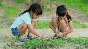 deux mignonne peu les filles utilisation une grossissant verre à Regardez et apprendre à propos le coléoptères sur le herbe. les enfants Regardez à insectes par une grossissant verre. alternative éducation ou l'école à la maison. video