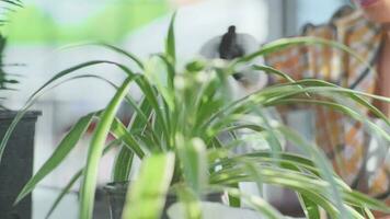 Jeune femme jardinier en utilisant brumeux vaporisateur à l'eau plantes d'intérieur. fermer de femelle mains dans gants soins pour petit les plantes dans marmites. propriétaire début en haut petit affaires serre. video