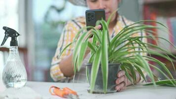 riuscito femmina giardiniere utilizzando smartphone per vendere impianti a in linea mercato. giovane donna vendita in vaso impianti su sociale media con mobile Telefono a casa. proprietario inizio su piccolo attività commerciale serra. video