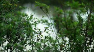 verde hojas por el estanque en el jardín. verde plantas en borroso estanque antecedentes. naturaleza antecedentes. video
