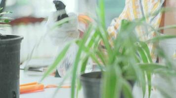 joven mujer jardinero utilizando brumoso rociar a agua plantas de interior de cerca de hembra manos en guantes cuidando para pequeño plantas en ollas. propietario comienzo arriba pequeño negocio invernadero. video