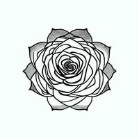 Roses hand drawn pencil sketch, coloring page, and book, Rose flower outline, illustration ink art. rose vector art.