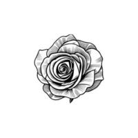 Rose hand drawn pencil sketch, coloring page, and book, Rose flower outline, illustration ink art. rose vector art.