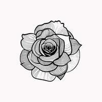 Roses hand drawn pencil sketch, coloring page, and book, Rose flower outline, illustration ink art. rose vector art.