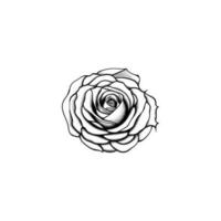 Roses hand drawn pencil sketch, coloring page, and book, Rose flower outline, illustration ink art. rose vector art.