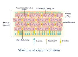 estructura de estrato córnea vector en blanco antecedentes. ladrillos y mortero estructura. intercelular estrato córnea fisiológico lípidos piel cuidado concepto ilustración.