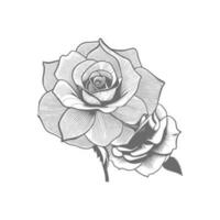 Rose hand drawn pencil sketch, coloring page, and book, Rose flower outline, illustration ink art. rose vector art.