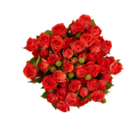 Bouquet of orange red roses with thorns Take a photo from above with cut out isolated on transparent background png