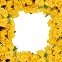 beautiful colorful rose flower frame looking like a tunnel of flowers with cut out isolated on transparent background png
