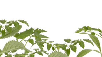 The soft top of the lush green tree has many leaves and branches that are the tops of the garden vegetables that can be used to cook food. Taken from the front view, clearly visible details isolated png