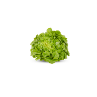 Fresh lettuce, green oak with cut out isolated on transparent background png