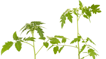 el suave parte superior de el lozano verde árbol tiene muchos hojas y ramas ese son el tapas de el jardín vegetales ese lata ser usado a cocinar alimento. tomado desde el frente vista, claramente visible detalles aislado png