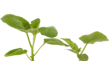 The soft top of the lush green tree has many leaves and branches that are the tops of the garden vegetables that can be used to cook food. Taken from the front view, clearly visible details isolated png