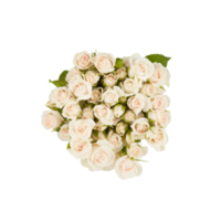 Strauß von Weiß Rosen mit Dornen nehmen ein Foto von über mit Schnitt aus isoliert auf transparent Hintergrund png