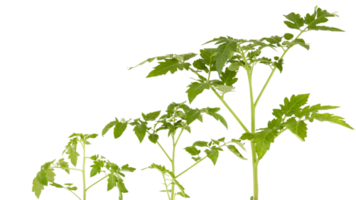 el suave parte superior de el lozano verde árbol tiene muchos hojas y ramas ese son el tapas de el jardín vegetales ese lata ser usado a cocinar alimento. tomado desde el frente vista, claramente visible detalles aislado png