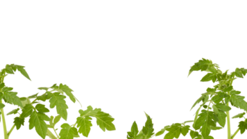 The soft top of the lush green tree has many leaves and branches that are the tops of the garden vegetables that can be used to cook food. Taken from the front view, clearly visible details isolated png