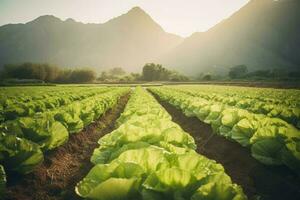 Field organic lettuce. Generate AI photo
