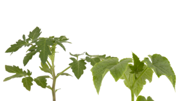 de zacht top van de weelderig groen boom heeft veel bladeren en takken dat zijn de tops van de tuin groenten dat kan worden gebruikt naar koken voedsel. genomen van de voorkant visie, duidelijk zichtbaar details geïsoleerd png