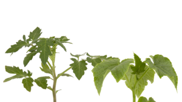 le doux Haut de le luxuriant vert arbre a beaucoup feuilles et branches cette sont le hauts de le jardin des légumes cette pouvez être utilisé à cuisinier aliments. pris de le de face voir, clairement visible détails isolé png