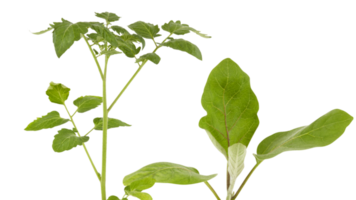 soft top of the lush green tree has many leaves and branches that are the tops of the garden vegetables that can be used to cook food. Taken from the front view, clearly visible details isolated png