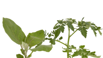 The soft top of the lush green tree has many leaves and branches that are the tops of the garden vegetables that can be used to cook food. Taken from the front view, clearly visible details isolated png