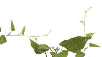 le doux Haut de le luxuriant vert arbre a beaucoup feuilles et branches cette sont le hauts de le jardin des légumes cette pouvez être utilisé à cuisinier aliments. pris de le de face voir, clairement visible détails isolé png