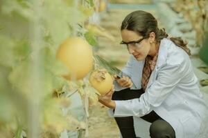 Agricultural researchers develop crop calendars and workflows to enhance melon production. Grades, organizes, selects, and picks them depending on their size and freshness. Strict quality control. photo