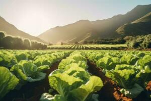 Field organic lettuce plant. Generate AI photo