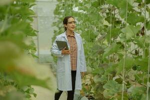 Agricultural researchers develop crop calendars and workflows to enhance melon production. Grades, organizes, selects, and picks them depending on their size and freshness. Strict quality control. photo