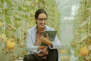 Agricultural researchers develop crop calendars and workflows to enhance melon production. Grades, organizes, selects, and picks them depending on their size and freshness. Strict quality control. photo