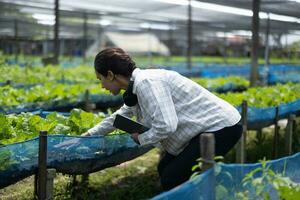 A worker on a vegetable farm examines soil conditions and crop growth to determine the best type and amount of crop to plant. A small business owner's daily planning and organizing routine photo