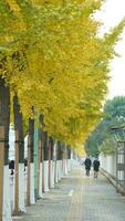 The autumn view with the yellow golden leaves on the trees in autumn photo