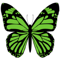 green butterfly design png