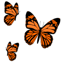 Monarch Schmetterlinge Design png