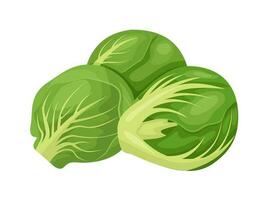 Vector illustration, brussels sprouts, scientific name Brassica oleracea var, isolated on white background.