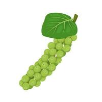 Vector illustration, Coccoloba uvifera, common names of seagrape and baygrape, isolated on white background.