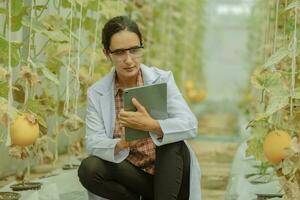 Agricultural researchers develop crop calendars and workflows to enhance melon production. Grades, organizes, selects, and picks them depending on their size and freshness. Strict quality control. photo