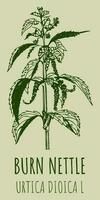 Vector drawings BURN NETTLE. Hand drawn illustration. Latin name URTICA DIOICA L.