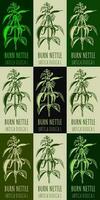 Set of vector drawing of BURN NETTLE  in various colors. Hand drawn illustration. Latin name URTICA DIOICA L.