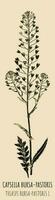 Vector drawings CAPSELLA BURSA-PASTORIS. Hand drawn illustration. Latin name THLASPI BURSA-PASTORIS L.