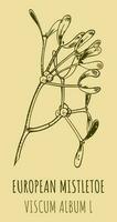 Vector drawings COMMON MISTLETOE. Hand drawn illustration. Latin name VISCUM ALBUM L.