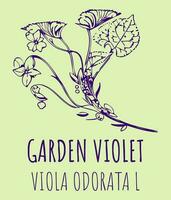 Vector drawings GARDEN VIOLET. Hand drawn illustration. Latin name Viola odorata L.