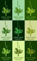 Set of vector drawing of BROADLEAF PLANTAIN in various colors. Hand drawn illustration. Latin name PLANTAGO MAJOR L.