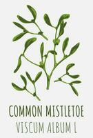 Vector drawings COMMON MISTLETOE. Hand drawn illustration. Latin name VISCUM ALBUM L.